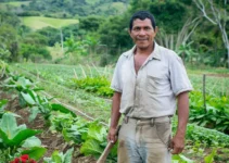 El impacto del machete en la agricultura de subsistencia y su relevancia en Venezuela