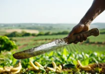 Machetes multifuncionales para diversas tareas agrícolas, cómo elegir el adecuado