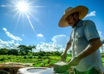 Afilado y cuidado del machete para adaptarlo a diferentes cultivos