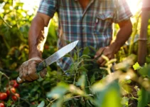 Consejos prácticos para elegir el machete adecuado en la agricultura orgánica