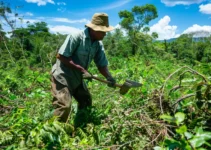 Desbroce de terrenos con machete, técnicas y consejos para un trabajo eficaz