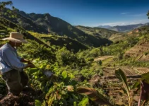 Machete en la agricultura de montaña, explorando desafíos y técnicas