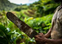 El machete y su papel en la revolución agrícola, herramienta indispensable en Venezuela