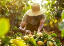 El machete en la recolección de frutas y otros cultivos, técnicas para hacerlo efectivo