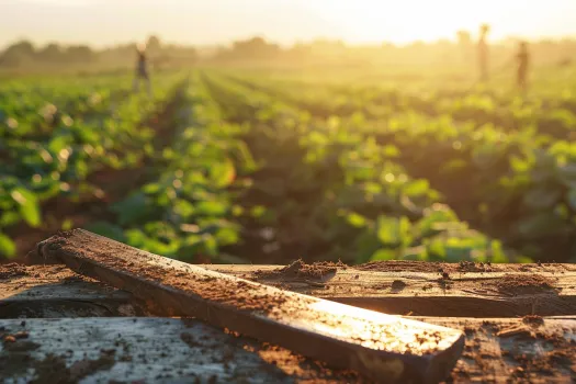 La Historia del Machete y su Evolucion en la Agricultura