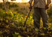 Machete y reforestación, herramientas esenciales para la agricultura ecológica