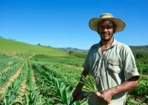 Machetes y sostenibilidad en prácticas agrícolas amigables con el ambiente