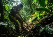 Preparando el terreno con machete, técnicas para asegurar senderos